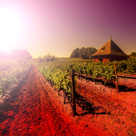 Vineyard with garden tool storage in France early in the morning. French landscape at sunrise, hills, fields, pasture and sunlightのeditorial素材