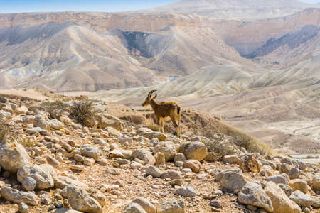 Ibex on the Rocky hills of the Negev Desert in Israel. Dusty mountains interrupted by wadis  and deep craters.の写真素材