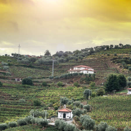 Vineyards of the River Douro region in Portugal. Viticulture in the Portuguese village. Gorgeous...