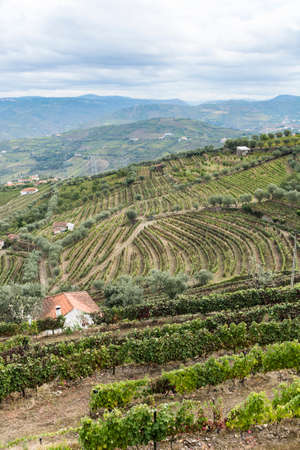 Vineyards of the River Douro region in Portugal. Viticulture in the Portuguese villageの写真素材
