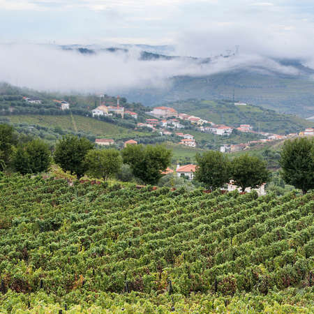 Vineyards of the River Douro region in Portugal. Viticulture in the Portuguese villageの写真素材