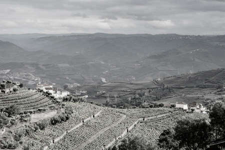 Vineyards of the River Douro region in Portugal. Viticulture in the Portuguese village. Black and white photoの写真素材