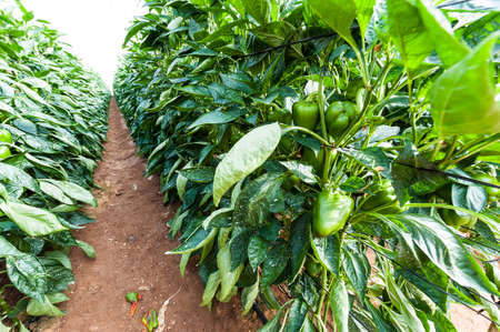 Green pepper inside the greenhouse in Israel. Industrial growth of sweet vegetable in orangeries of the Jordan Valleyの写真素材