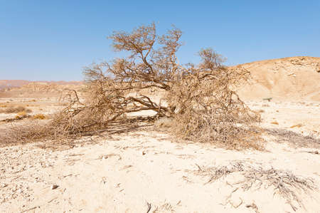 Dry tree in the infinity of the Negev Desert in Israel. Breathtaking landscape and nature of the Middle East.の写真素材