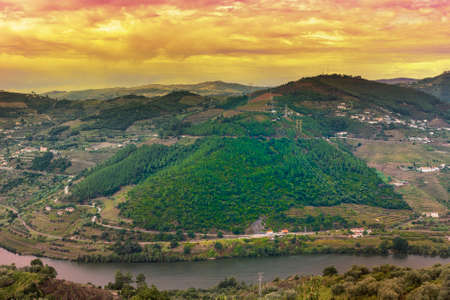 Vineyards of the River Douro region in Portugal. Viticulture in the Portuguese village. Gorgeous misty sunrise over beautiful green vinesの写真素材
