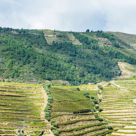 Vineyards of the River Douro region in Portugal. Sights of the Portuguese countrysideの写真素材