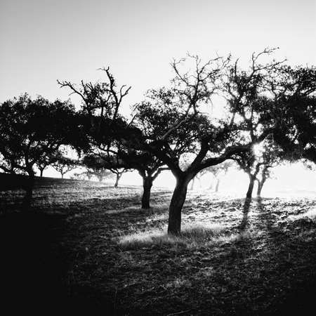 View of the typical dry landscape with cork trees in Portugal at sunset. Black and white photoの写真素材