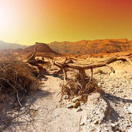 Colorful rocky hills of the Negev Desert in Israel. Breathtaking landscape and nature of the Middle East at sunsetの写真素材