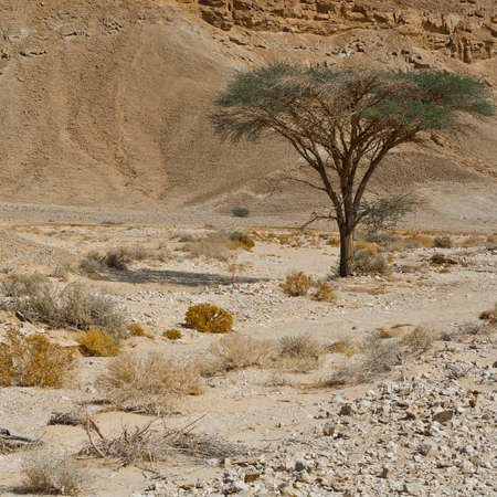 Life in a lifeless infinity of the Negev Desert in Israel. Breathtaking landscape and nature of the Middle East.の写真素材