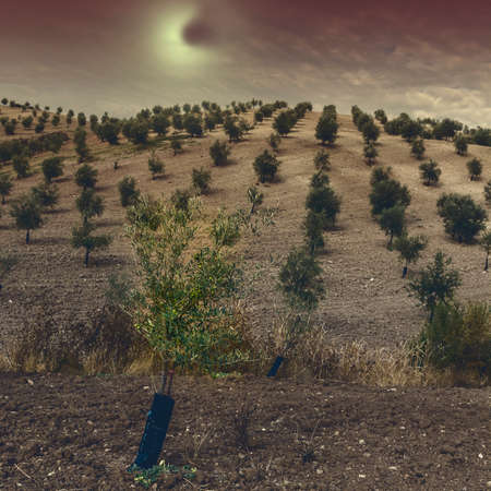 Olive grove in Spain in the light of the moon. Breathtaking landscape and nature of the Iberian Peninsulaの写真素材
