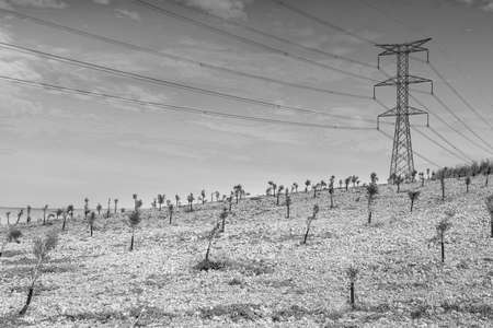 Olive grove and fields in Spain after harvesting at sunrise. Electrical power lines on pylons in the landscape of the Iberian Peninsula. Black and white photoの写真素材
