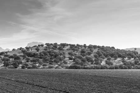 Fields in Spain after harvesting at sunrise. Breathtaking landscape and nature of the Iberian Peninsula. Black and white photoの写真素材