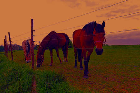 Fence under electric current surrounding the horse farm. Brown Holland horses looking over the fence...