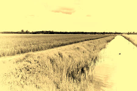 Fields of blooming tulip flowers in Nethrlands. Assorted flowers in a Dutch spring garden near the drainage canal. Vintage style toned pictureの写真素材