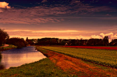 Fields of blooming tulip flowers in Nethrlands at sunset. Assorted flowers in a Dutch spring garden near the drainage canalの写真素材