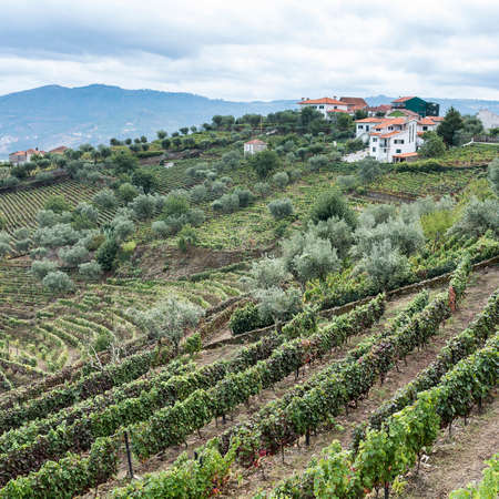 Vineyards of the River Douro region in Portugal. Viticulture in the Portuguese village