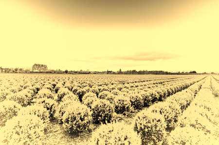 Agriculture on land reclaimed from the See in Netherlands. Rows of plant on the land formed by dams in Holland. Vintage style toned pictureの写真素材