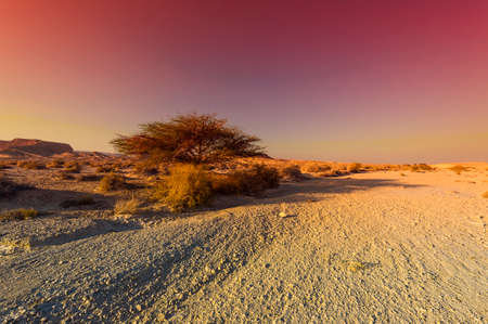 Colorful rocky hills of the Negev Desert in Israel. Breathtaking landscape and nature of the Middle East at sunsetの写真素材