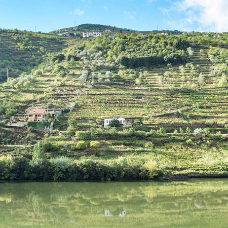 Travel in River Douro region in Portugal among vineyards and olive groves. Viticulture in the...