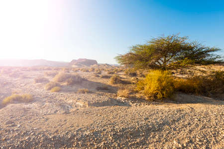 Hot afternoon sun of the Israel desert. Dusty mountains interrupted by wadis and deep craters.の写真素材