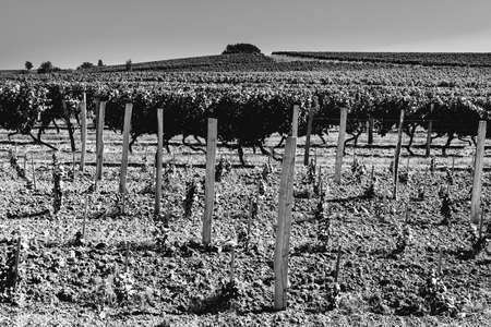 Industrial growth of grapes in France. French wine farm surrounded with beautiful rows of vineyards ...