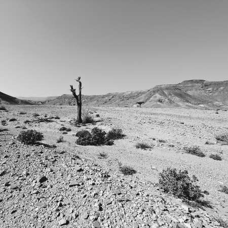 Loneliness and emptiness of the rocky hills of the Negev Desert in Israel. Breathtaking landscape...