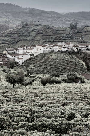 Vineyards of the River Douro region in Portugal. Viticulture in the Portuguese village. Black and white photoの写真素材