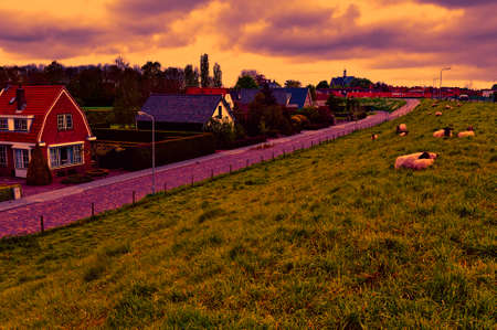 Sheep grazing on protective dam in Holland at sunset. High dike, protecting the low lying land with...