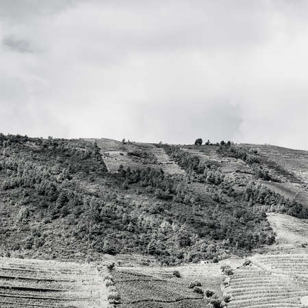 Travel in River Douro region in Portugal among vineyards and olive groves. Viticulture in the...
