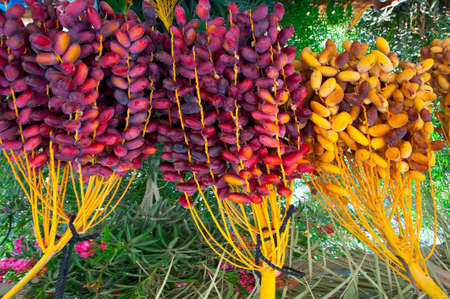 Bunches of dates on a market counter in Israel.