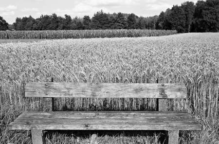 Deserted wooden bench in Germany in black and white. Vast fields of wheat and corn in Bavaria.の写真素材