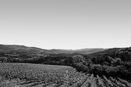 Foothills of the Alps - vineyards in the picturesque fields of Tuscany on a sunny Italian day, in black and whiteの写真素材