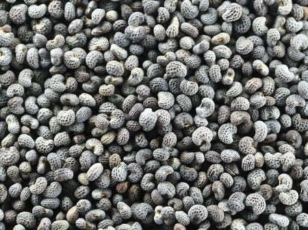 Poppy seeds background の写真素材