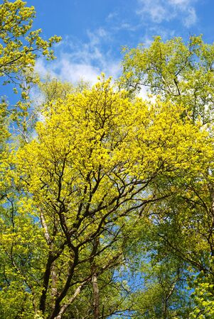 yellow wood の写真素材