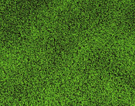 grass
