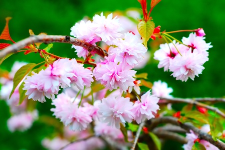sakuraの写真素材