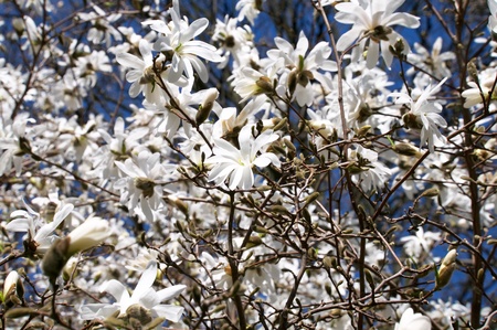 magnolia tree の写真素材
