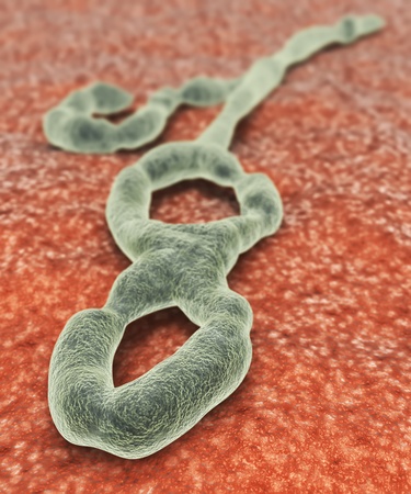 Illustration of the Ebola virusの写真素材