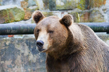 Brown Bearの写真素材
