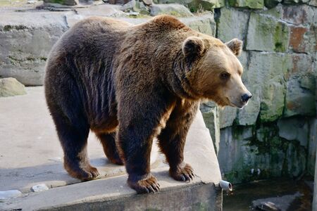 Big Brown Bearの写真素材