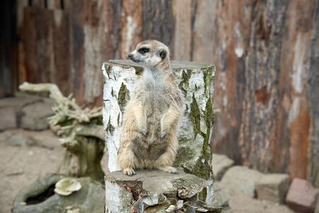 Funny meerkat standing on stumpの写真素材