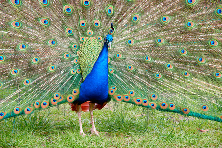 Peacock with feathers out closeupの写真素材
