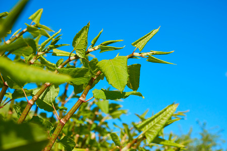 Polygonum Sachalinense growthの写真素材