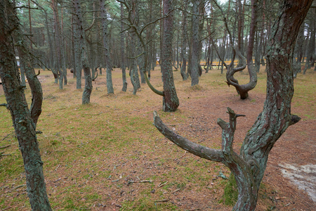 The Curonian Spit, dancing forest. Kaliningrad regionの写真素材