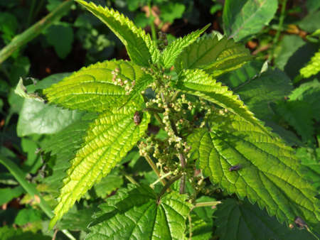 nettle