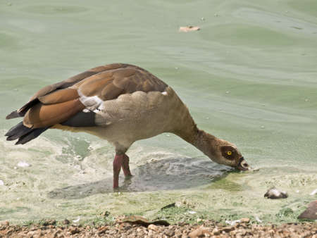bird at waterの写真素材