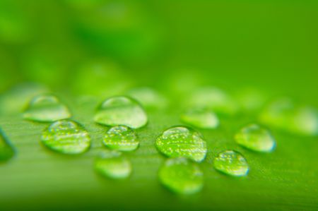 water drops on plant leafの写真素材