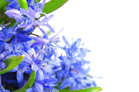 spring flowersの写真素材