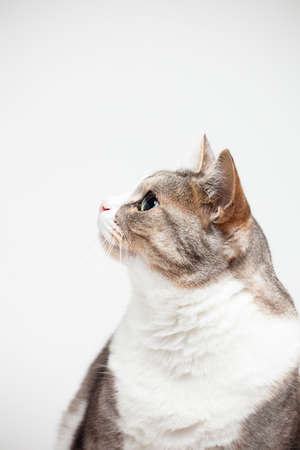 The cat isolated on white.の写真素材