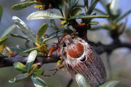 May beetle - Melolontha melolontha - sitting on the sea buckthorn.